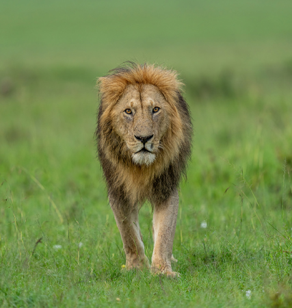 Masai Mara